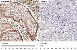 Anti-FSTL1 antibody [HL3523] used in IHC (Paraffin sections) (IHC-P). GTX641420