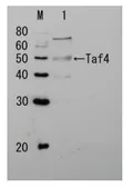 Anti-Taf4 (S. cerevisiae) antibody used in Western Blot (WB). GTX64179