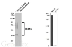 Anti-CXCR5 antibody [HL3708] used in Western Blot (WB). GTX641880