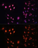 Anti-HYPB/SETD2 antibody used in Immunocytochemistry/ Immunofluorescence (ICC/IF). GTX64431