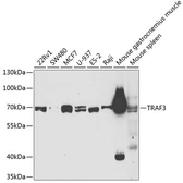 Anti-TRAF3 antibody used in Western Blot (WB). GTX64473