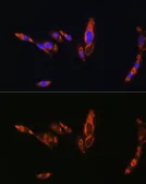 Anti-AVPR1A antibody used in Immunocytochemistry/ Immunofluorescence (ICC/IF). GTX64617