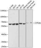 Anti-CYP1B1 antibody used in Western Blot (WB). GTX64767