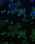 Anti-SARA antibody used in Immunocytochemistry/ Immunofluorescence (ICC/IF). GTX64921