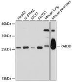 Anti-RAB3D antibody used in Western Blot (WB). GTX65553