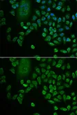 Anti-LSM4 antibody used in Immunocytochemistry/ Immunofluorescence (ICC/IF). GTX65884