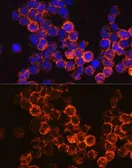 Anti-CD45 antibody used in Immunocytochemistry/ Immunofluorescence (ICC/IF). GTX65913