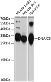 Anti-Cysteine String Protein alpha antibody used in Western Blot (WB). GTX66031