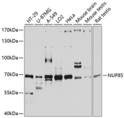 Anti-Pericentrin 1 antibody used in Western Blot (WB). GTX66075