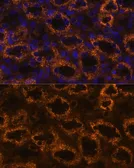 Anti-SLC7A9 antibody used in IHC (Paraffin sections) (IHC-P). GTX66127