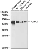 Anti-PDHA2 antibody used in Western Blot (WB). GTX66228