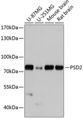 Anti-PSD2 antibody used in Western Blot (WB). GTX66258