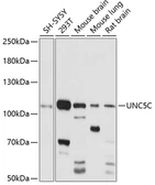 Anti-UNC5C antibody used in Western Blot (WB). GTX66292