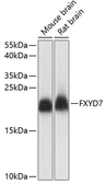 Anti-FXYD7 antibody used in Western Blot (WB). GTX66308