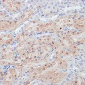 Anti-Claudin 17 antibody used in IHC (Paraffin sections) (IHC-P). GTX66339