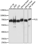 Anti-PLS1 antibody used in Western Blot (WB). GTX66355