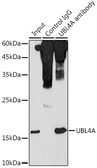 Anti-UBL4A antibody used in Immunoprecipitation (IP). GTX66436