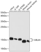 Anti-UBL4A antibody used in Western Blot (WB). GTX66436