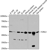 Anti-F2RL3 / PAR-4 antibody used in Western Blot (WB). GTX66523