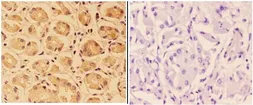 Anti-PTPRO antibody used in IHC (Paraffin sections) (IHC-P). GTX66615