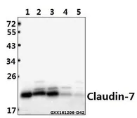 Anti-Claudin 7 antibody used in Western Blot (WB). GTX66616