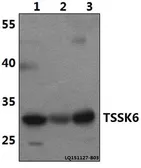 Anti-TSSK6 antibody used in Western Blot (WB). GTX66809