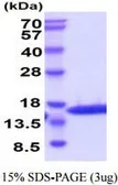 Feline IL2 protein, His tag (active). GTX66898-pro