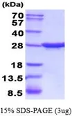 Rat CNTF protein, His tag (active). GTX66949-pro