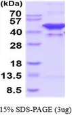 Human Glutamine synthetase protein, His tag (active). GTX67012-pro