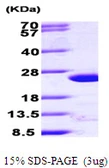 Human ARF4 protein, His tag. GTX67230-pro