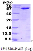 Human MNDA protein, His tag. GTX67557-pro