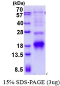 Human POLR2I protein, His tag. GTX67652-pro