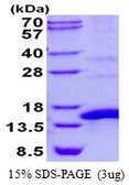 Human POLR2J protein, His tag. GTX67653-pro