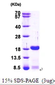Human PC4 protein, His tag. GTX68202-pro