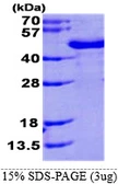 Human FUS2 protein, His tag. GTX68351-pro