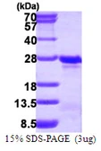 Human TAGLN3 protein, His tag. GTX68439-pro