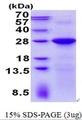 Human LIN7C protein, His tag. GTX68591-pro