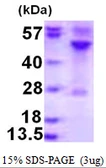 Human Rag C protein, His tag. GTX68691-pro