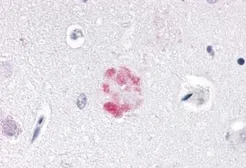 Anti-NR1D1 antibody used in IHC (Paraffin sections) (IHC-P). GTX70995