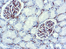 Anti-CD34 antibody [QBEND/10] used in IHC (Paraffin sections) (IHC-P). GTX73823