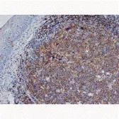 Anti-CD45RA antibody [F8-11-13] used in IHC (Paraffin sections) (IHC-P). GTX76664