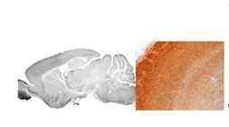 Anti-GABA A Receptor alpha 3 antibody, N-term used in IHC (Paraffin sections) (IHC-P). GTX77691