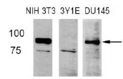 Anti-FAM129B antibody used in Western Blot (WB). GTX78915