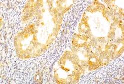 Anti-AGTR2 antibody used in IHC (Paraffin sections) (IHC-P). GTX79393