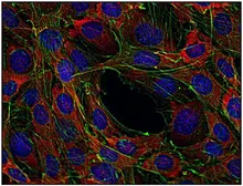 Anti-SOS1 antibody [SOS-01] used in Immunocytochemistry/ Immunofluorescence (ICC/IF). GTX79891