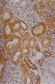 Anti-Cytokeratin 18 antibody [C-04] (FITC) used in IHC (Paraffin sections) (IHC-P). GTX80207