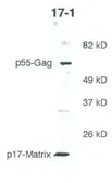 Anti-HIV1 P17 Gag antibody [17-1] used in Western Blot (WB). GTX80390