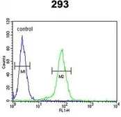 Anti-Claudin 8 antibody, Internal used in Flow cytometry (FACS). GTX80481