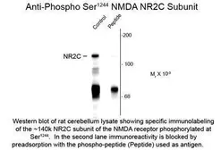 Anti-NMDAR2C (phospho Ser1244) antibody used in Western Blot (WB). GTX82627