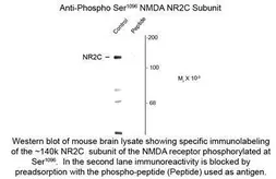 Anti-NMDAR2C (phospho Ser1096) antibody used in Western Blot (WB). GTX82628